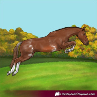 Horse Color:White Spotted Chestnut