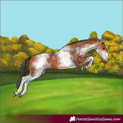 Horse Color:White Spotted Bay