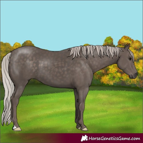Horse Color:Silver Black