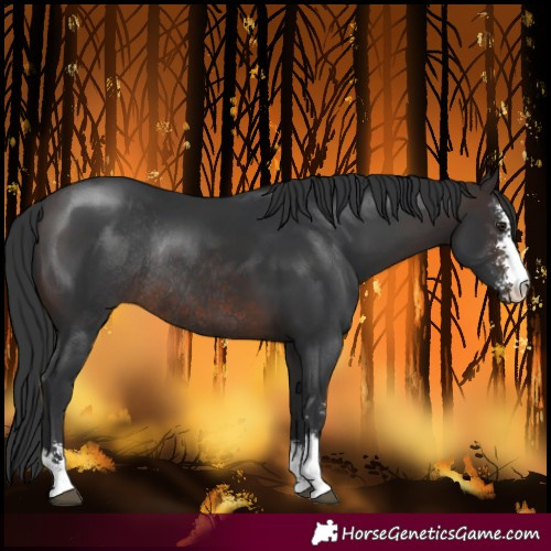 Horse Color:Brown Sabino Rabicano 