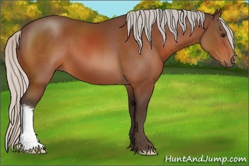 Horse Color:Silver Bay 