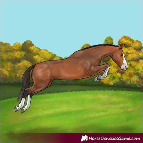 Horse Color:Bay Splash