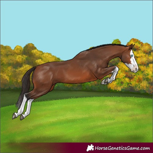 Horse Color:Bay Splash 