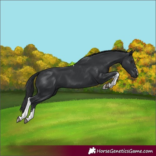 Horse Color:Black Tobiano