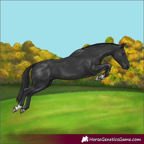 Horse Color:Black Tobiano 