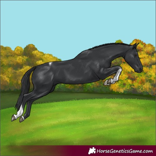 Horse Color:Black Tobiano 