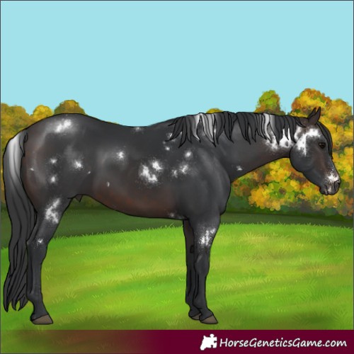 Horse Color:White Spotted Brown 
