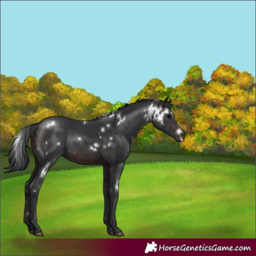 Horse Color:White Spotted Brown 