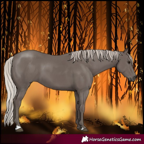 Horse Color:Silver Black