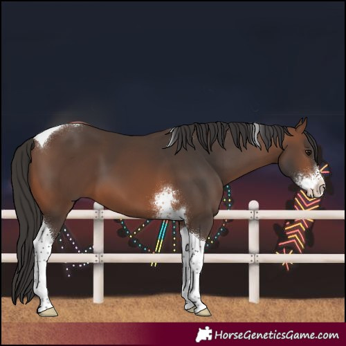 Horse Color:Brown Sabino Tobiano