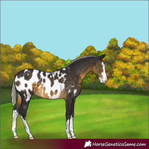 Horse Color:Silver Buckskin Sabino Splash Appaloosa 