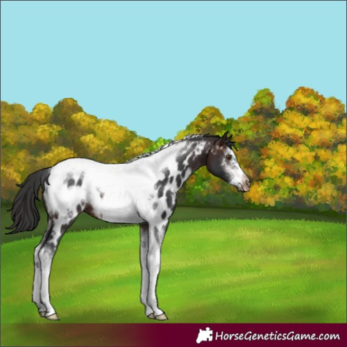Horse Color:Brown Sabino Tobiano Frame Appaloosa