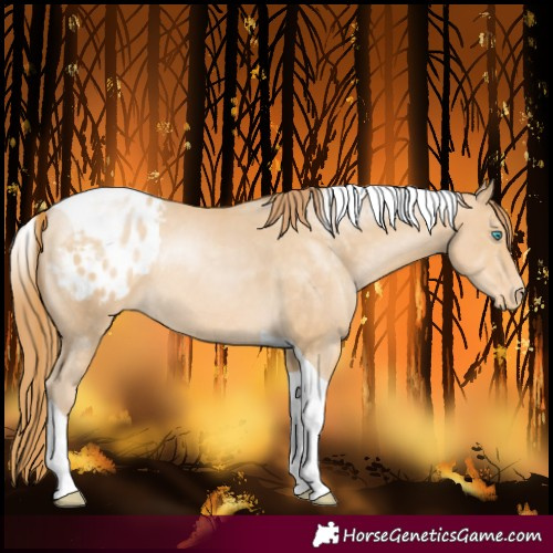 Horse Color:Buckskin Pearl Tobiano Varnish Rabicano