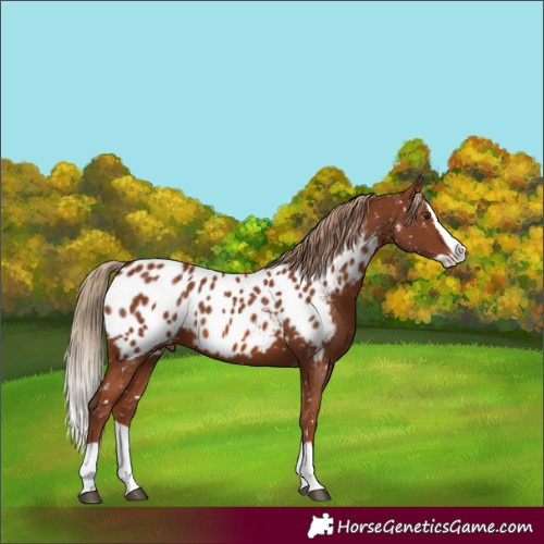 Horse Color:Chestnut Splash Near Leopard