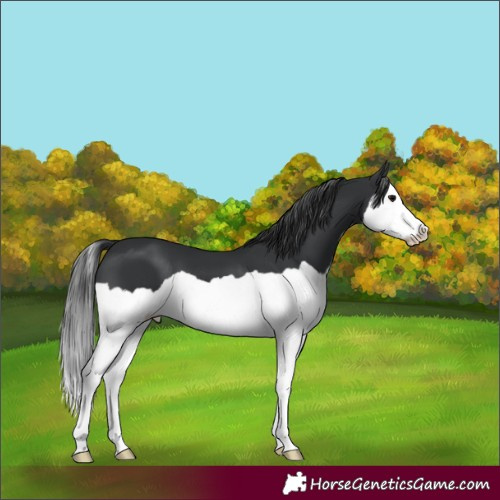 Horse Color:Black Splash