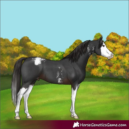 Horse Color:Liver Chestnut Sabino Splash Snowcap