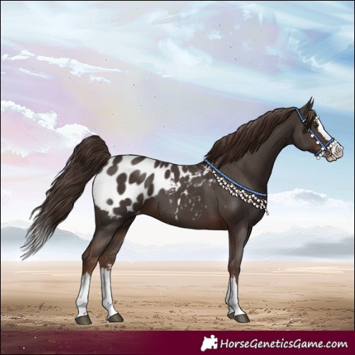 Horse Color:Liver Chestnut Sabino Splash Blanket 