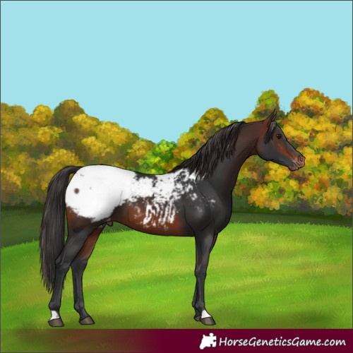 Horse Color:Brown Snowcap