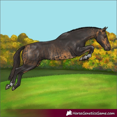 Horse Color:Smoky Black and Buckskin