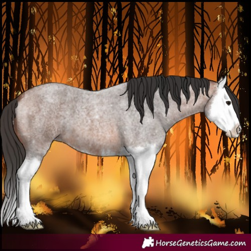 Horse Color:Bay Roan Splash 