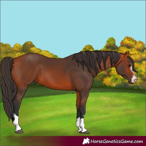 Horse Color:Bay 
