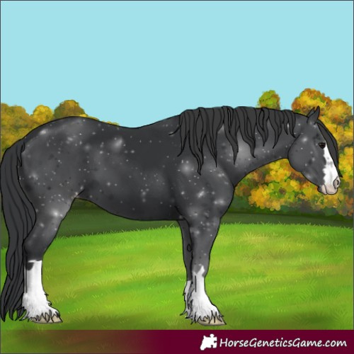 Horse Color:Black Varnish 