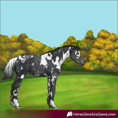 Horse Color:White Spotted Black Appaloosa 