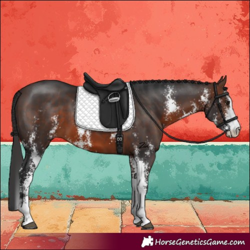 Horse Color:Brown Sabino 