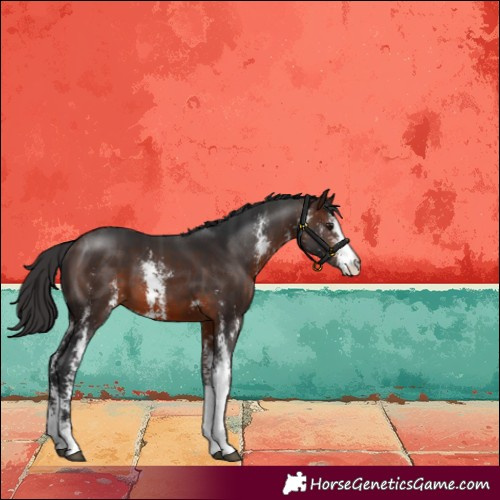 Horse Color:Brown Sabino 