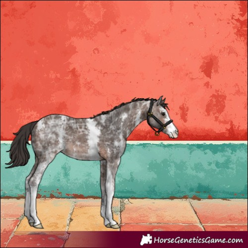 Horse Color:Brown Ice Sabino Varnish 