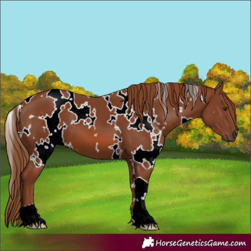 Horse Color:White Spotted Chestnut 