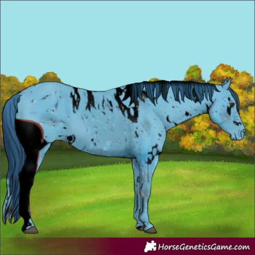 Horse Color:ERROR: UNKNOWN ANOMALY
