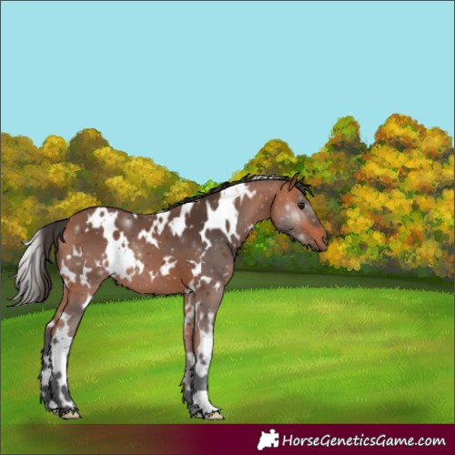 Horse Color:White Spotted Bay