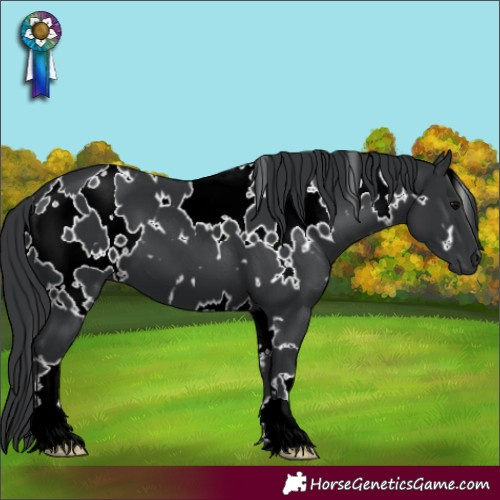 Horse Color:White Spotted Black 