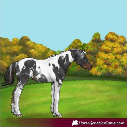 Horse Color:Gray White Spotted Liver Chestnut Tobiano
