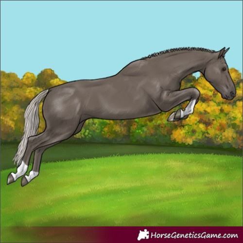 Horse Color:Silver Black