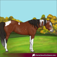 Horse Color:Gray Bay Splash Tobiano