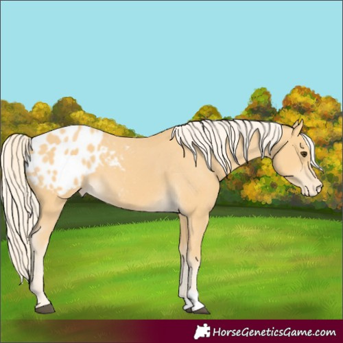 Horse Color:Palomino Appaloosa 