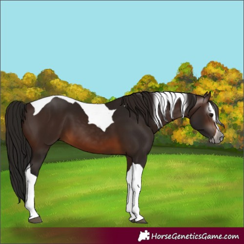 Horse Color:Gray Bay Splash Tobiano