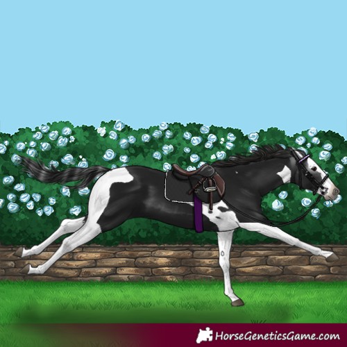 Horse Color:Gray Black Splash Tobiano