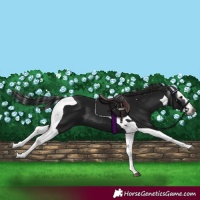 Horse Color:Gray Black Splash Tobiano