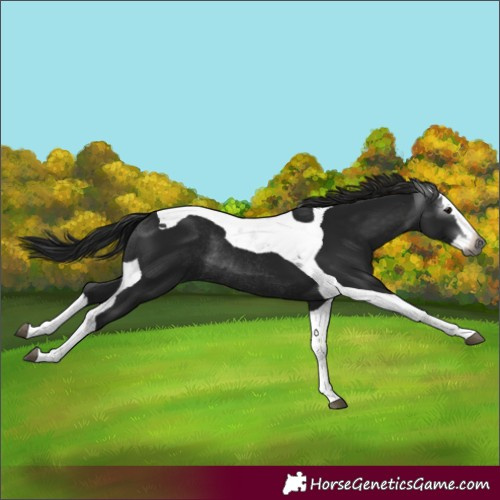 Horse Color:Gray Black Splash Tobiano Rabicano 