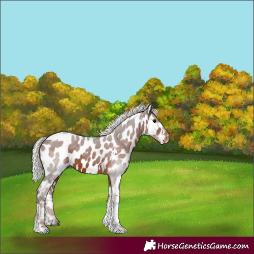 Horse Color:White Spotted Silver Brown Tobiano Skewed Appaloosa 