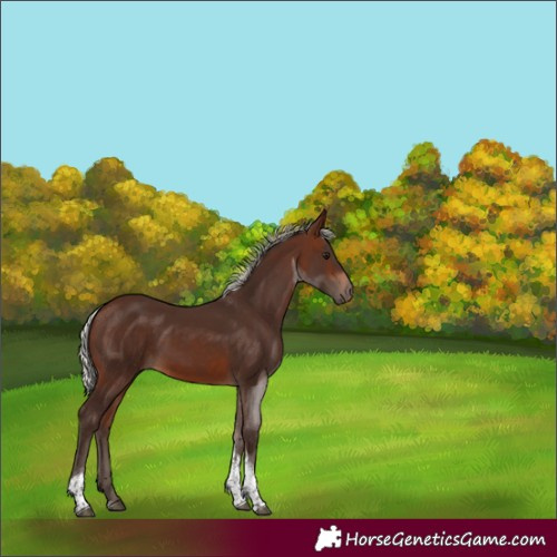 Horse Color:Silver Brown Tobiano