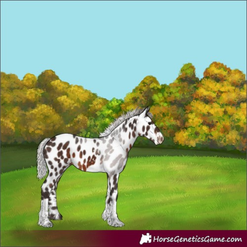 Horse Color:White Spotted Silver Brown Tobiano Skewed Appaloosa