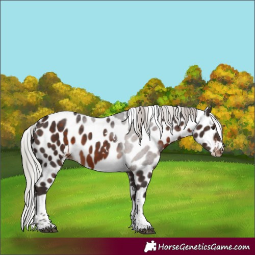 Horse Color:White Spotted Silver Brown Tobiano Skewed LP Spotted