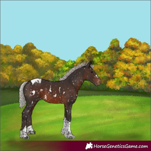 Horse Color:White Spotted Silver Brown Tobiano Skewed Appaloosa 