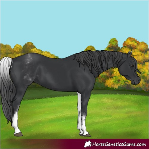 Horse Color:White Spotted Black