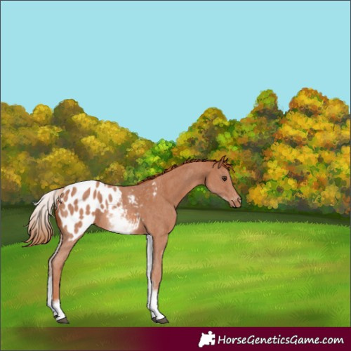 Horse Color:White Spotted Chestnut Sabino Appaloosa
