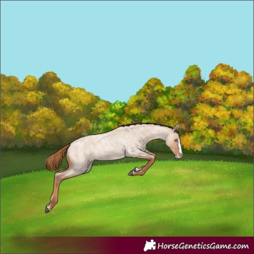 Horse Color:Red Dun Roan Splash
